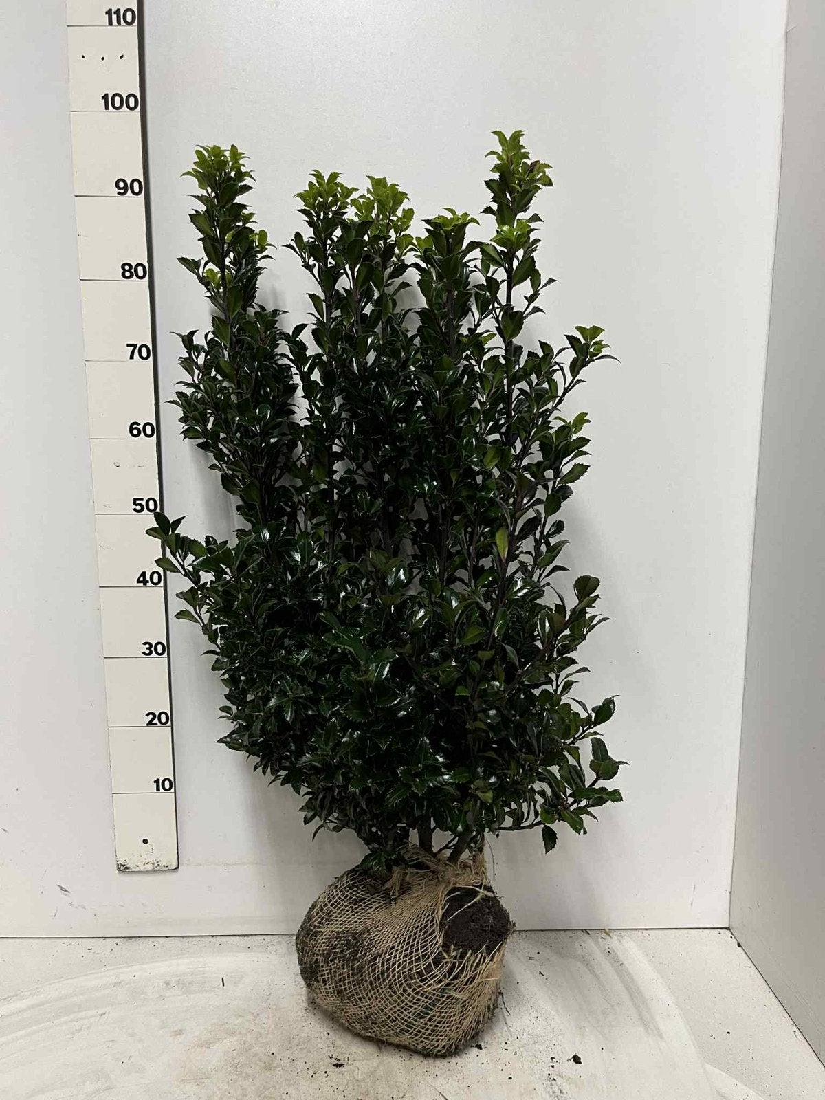 Ilex  meser Heckenstar, Ophalen of Verzenden, Hulst, Haag, 100 tot 250 cm