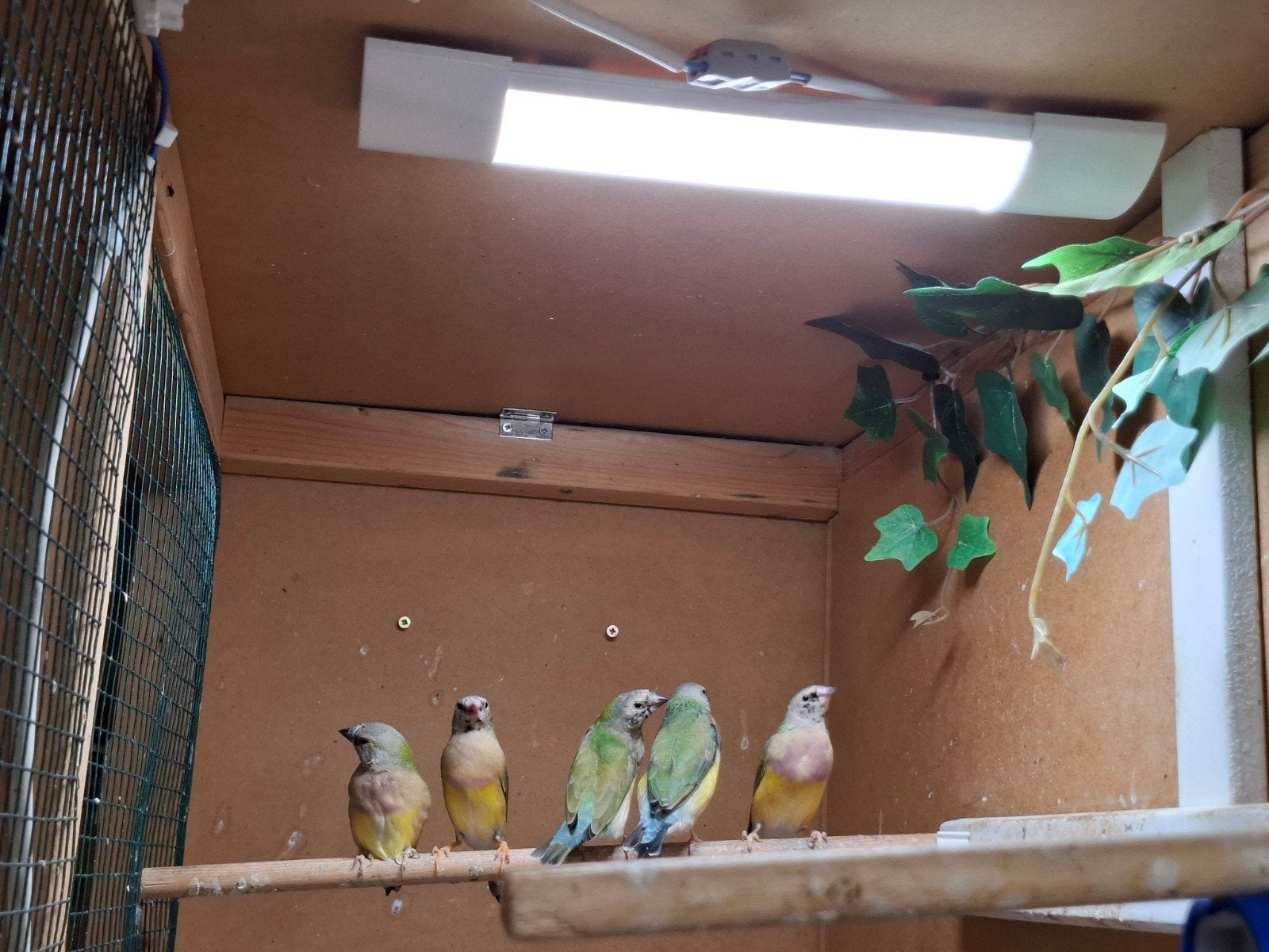 Gouldamadines poppen 2025, Meerdere dieren