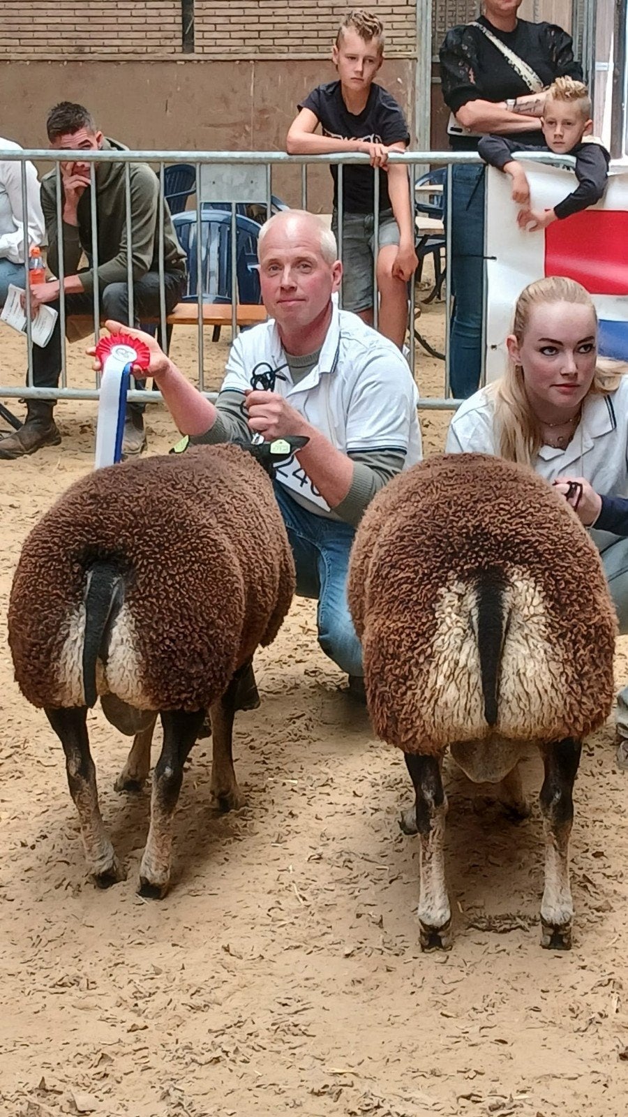 stamboek dassenkop ramlammeren en ooilammeren, Dieren en Toebehoren, Schapen, Geiten en Varkens, Meerdere dieren, Schaap, 0 tot 2 jaar