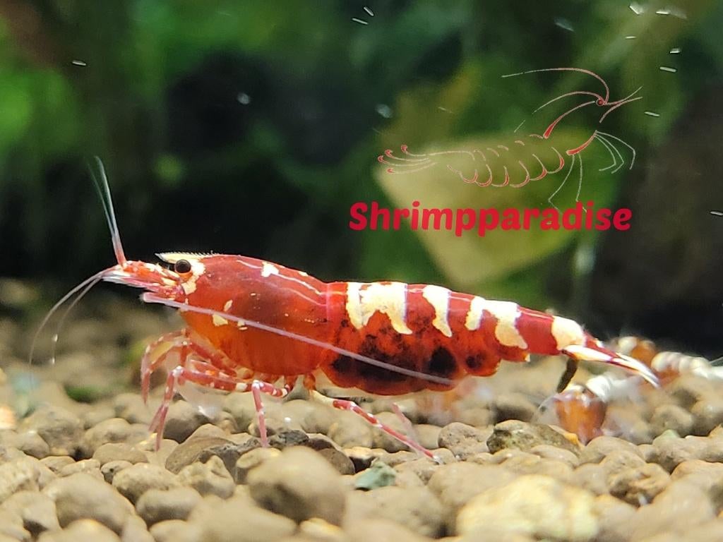 Nanashi garnalen mix met deels metallic (10 garnalen), Dieren en Toebehoren, Kreeft, Krab of Garnaal, Zoetwatervis