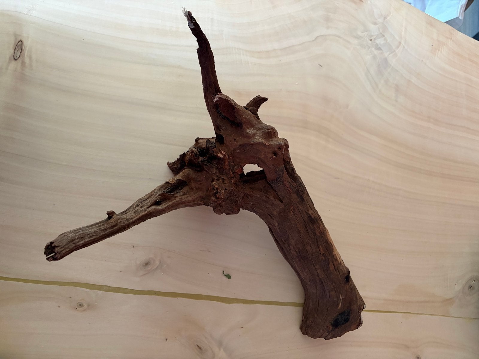 Driftwood, Ophalen of Verzenden, Nieuw, Plant(en), Steen of Hout, Overige merken