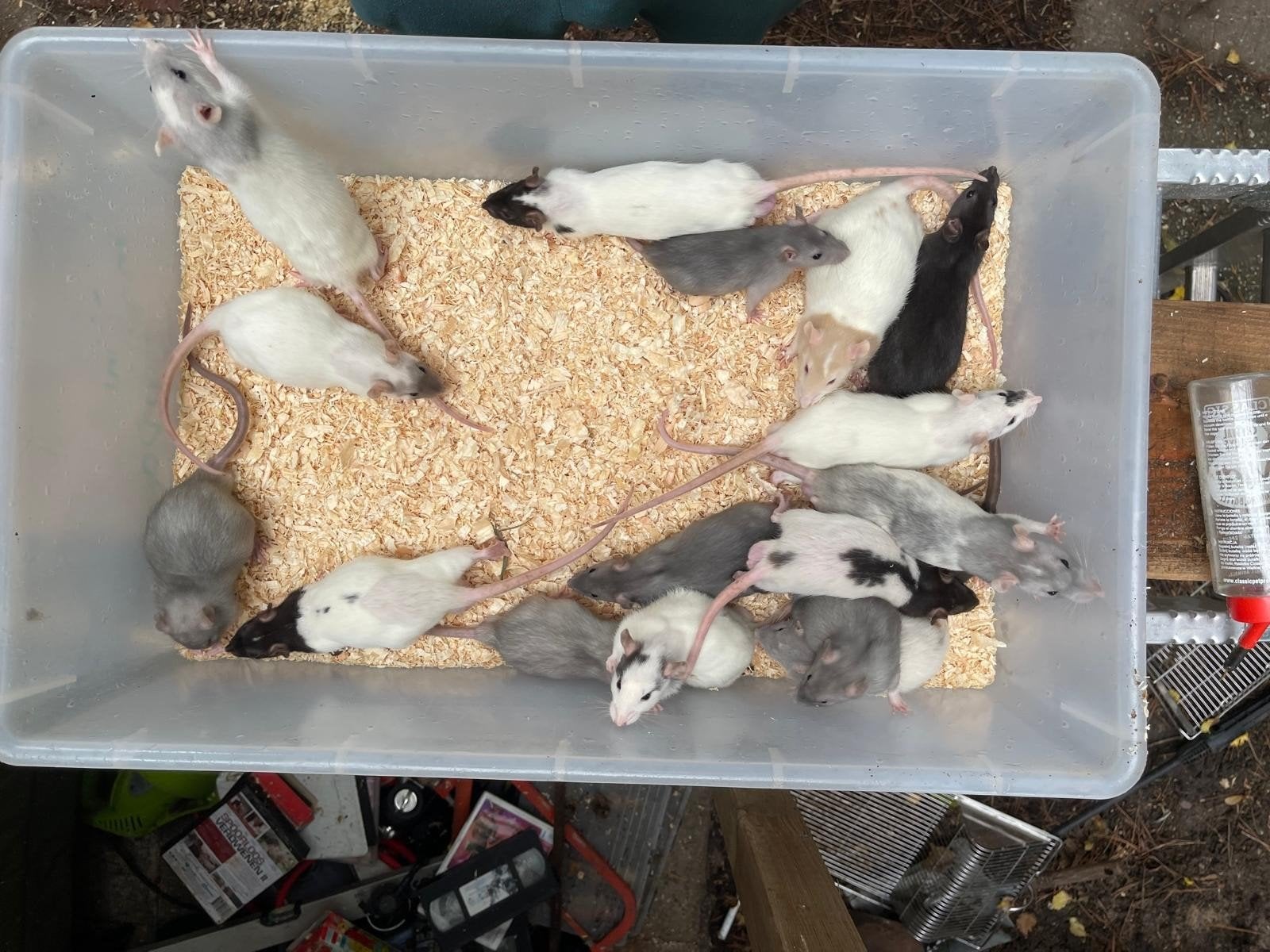 lieve mannelijke tamme ratjes verschillende kleuren, Rat, Augustus, Mannelijk, Tam