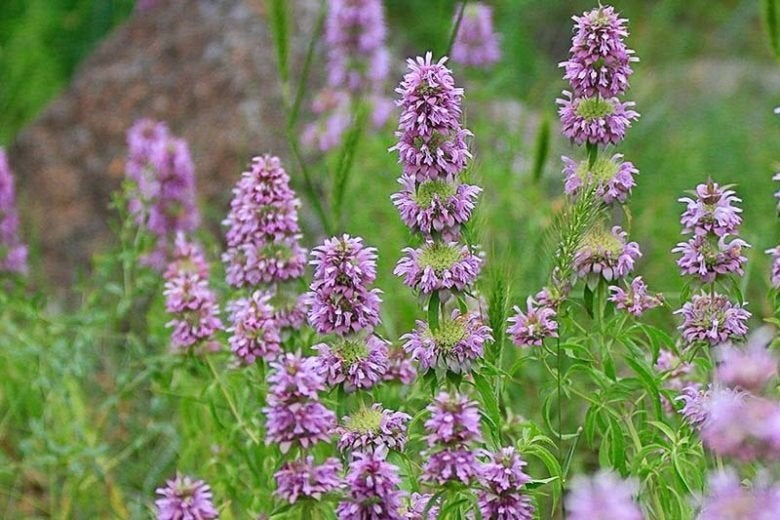 Monarda citriodora in een P9 pot., Ophalen, Volle zon, Vaste plant, Kruiden