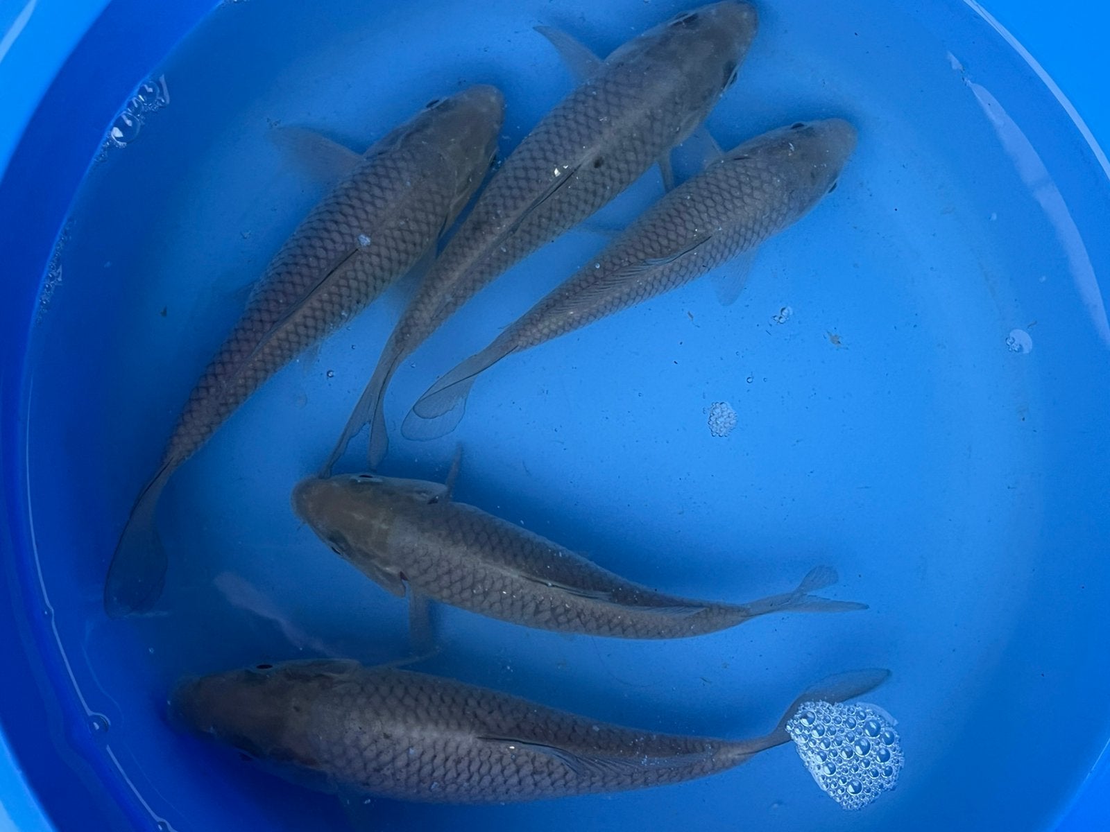 Soragoi, Karper of Koi