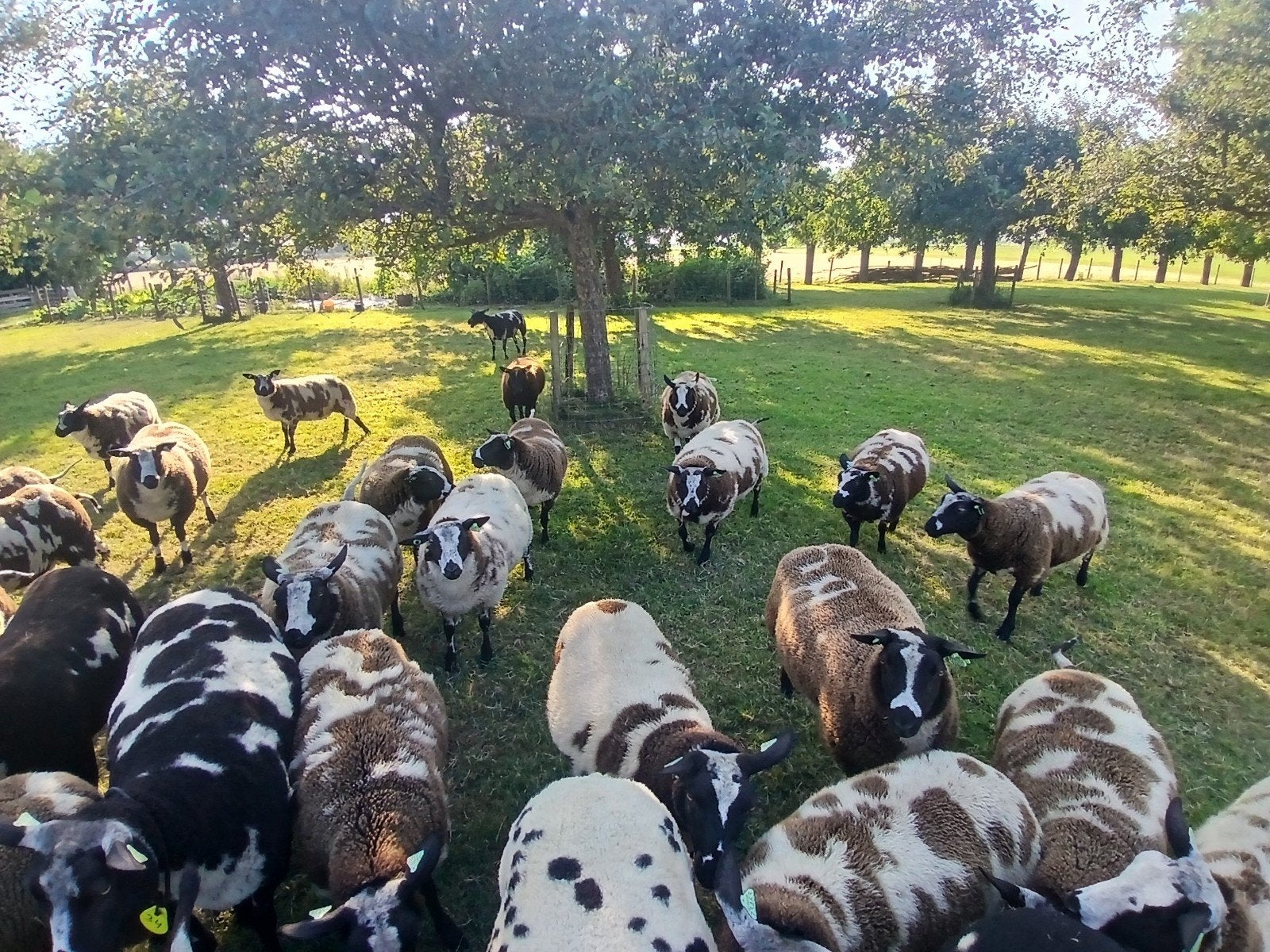 Bonte ooilammeren te koop, Dieren en Toebehoren, Vrouwelijk, Schaap