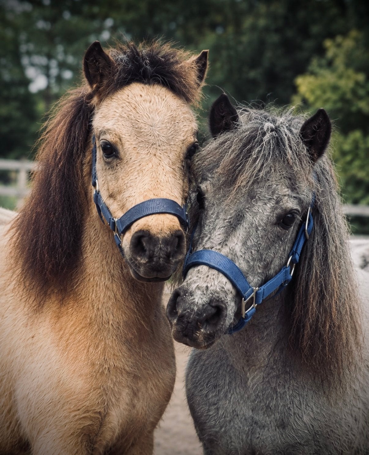 Nieuwe advt! Shetlander jaarling hengsten !❤️, Dieren en Toebehoren, 0 tot 2 jaar, Hengst, A pony (tot 1.17m), Gechipt