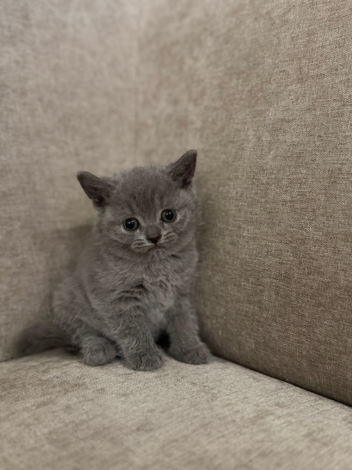 BRITSE KORTHAAR KITTEN (LAATSTE POESJE), Dieren en Toebehoren, Meerdere dieren