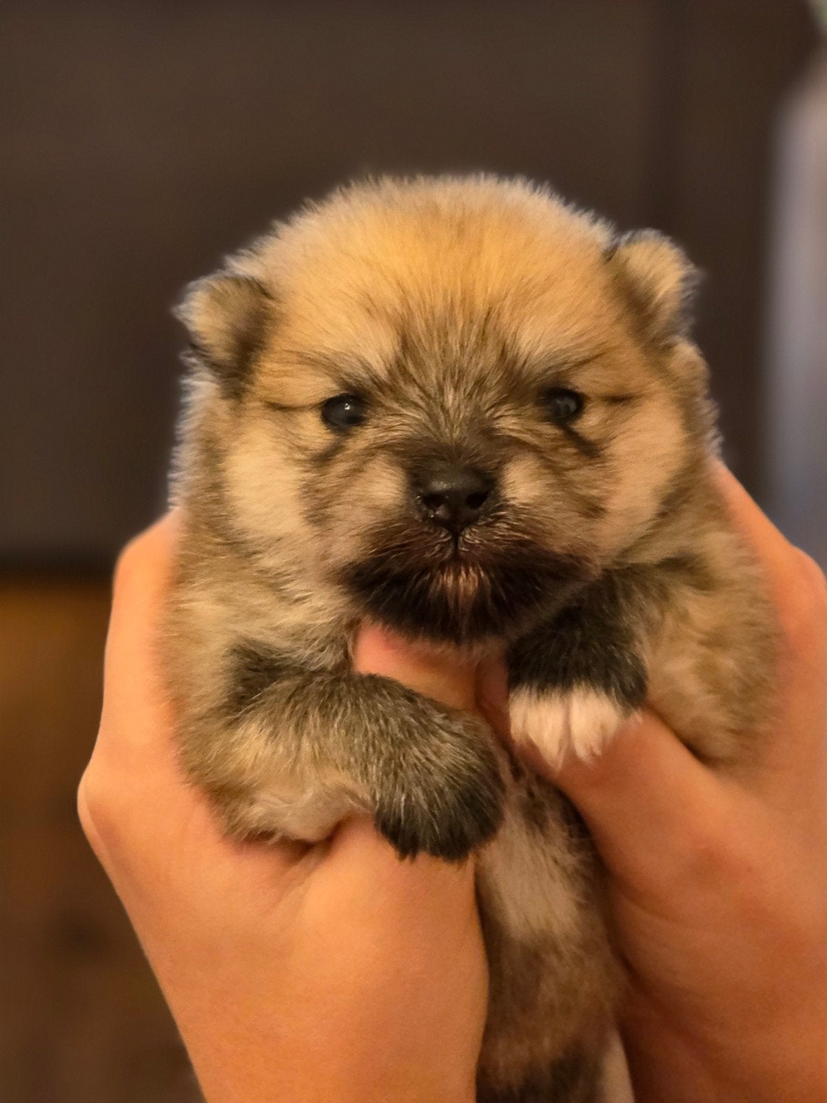 Pomeriaan (Pomeranian) puppy's, Overige rassen, 8 tot 15 weken, Meerdere, Meerdere dieren