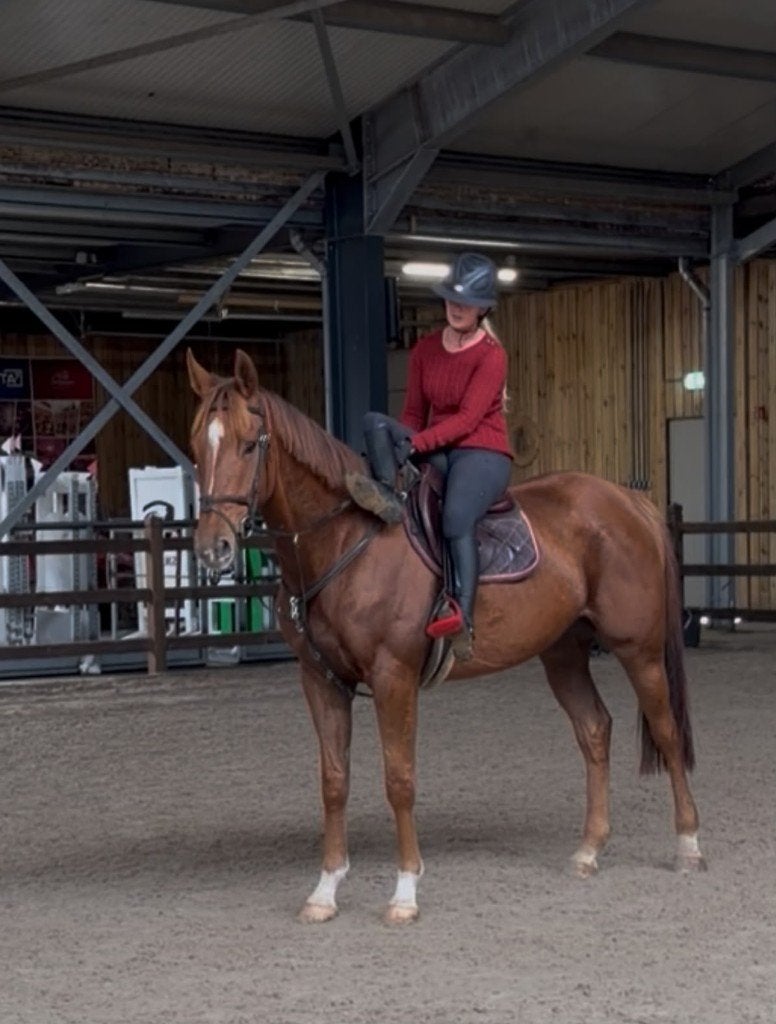 Top brave 6 jarige allround ruin, Dieren en Toebehoren, Ruin, 3 tot 6 jaar, Met stamboom, B
