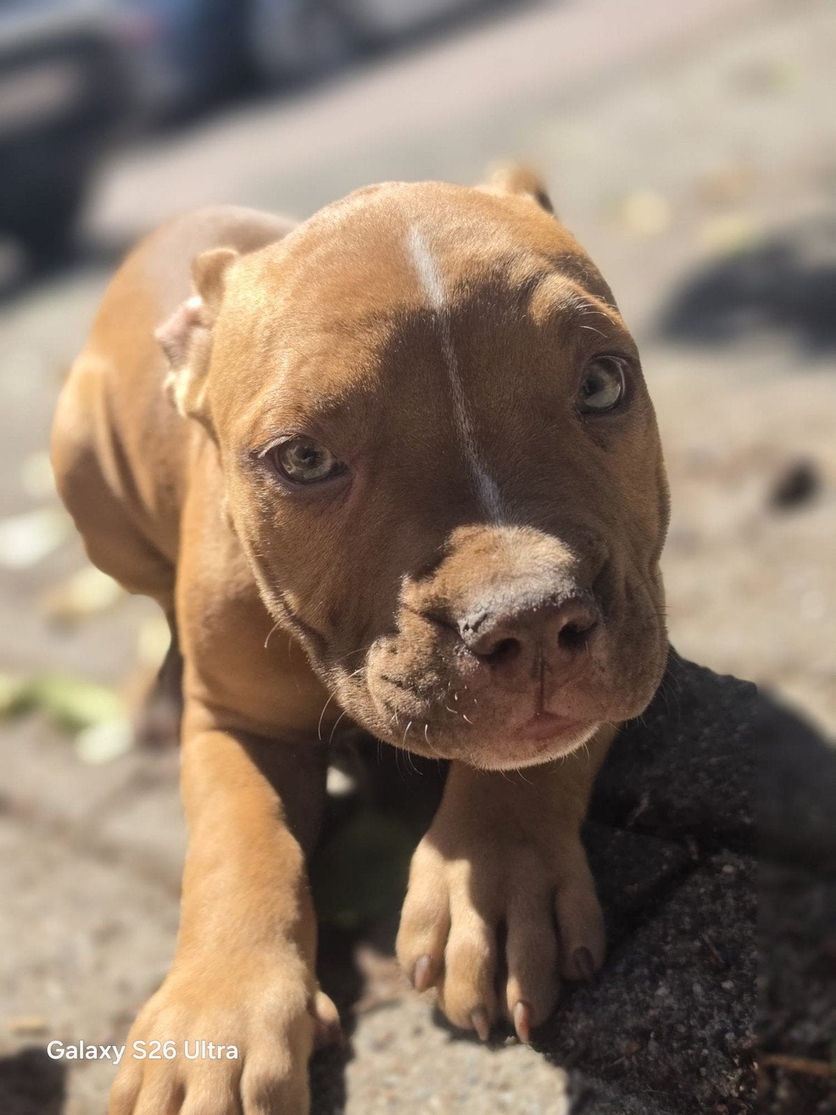 american pocket bully teefjes, 8 tot 15 weken, Teef, Bulldog, Meerdere