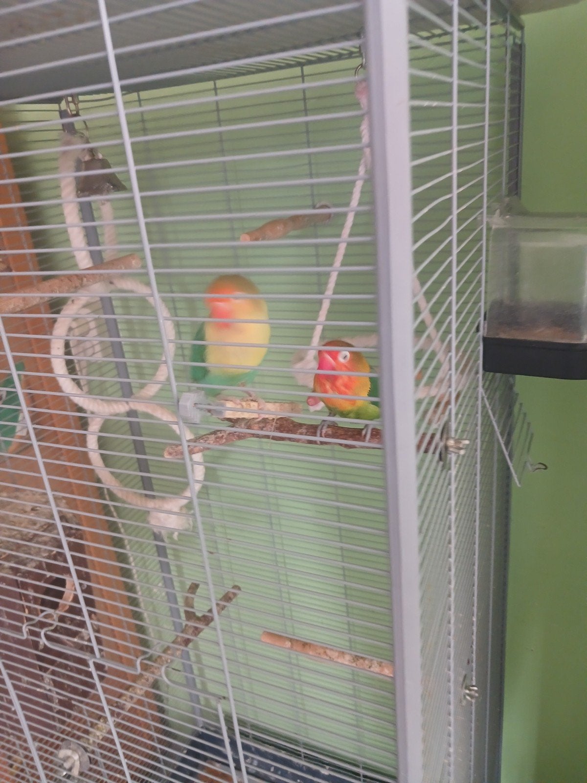 Een mooie koppel zoekt een goed huisje., Meerdere dieren, Dwergpapegaai of Agapornis, Tam