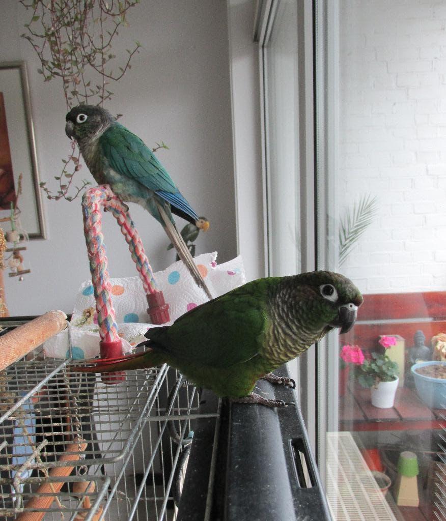 Koppel handtamme Pyrrhura's te koop, Dieren en Toebehoren, Vogels | Parkieten en Papegaaien, Meerdere dieren, Papegaai, Tam