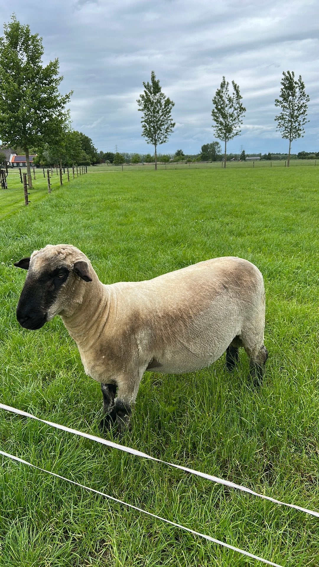 Hampshire down ram van 2025, Dieren en Toebehoren, Schapen, Geiten en Varkens, Mannelijk, Schaap