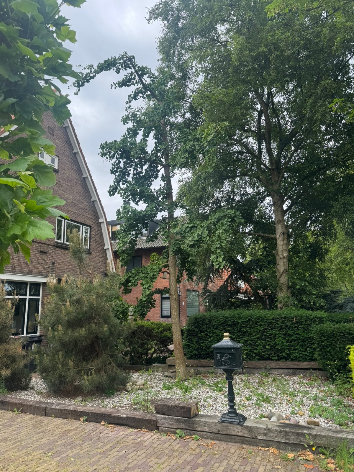 Ginko Biloba (Japanse notenboom), Tuin en Terras, Planten | Bomen, Ophalen, Halfschaduw, Overige soorten, Zomer