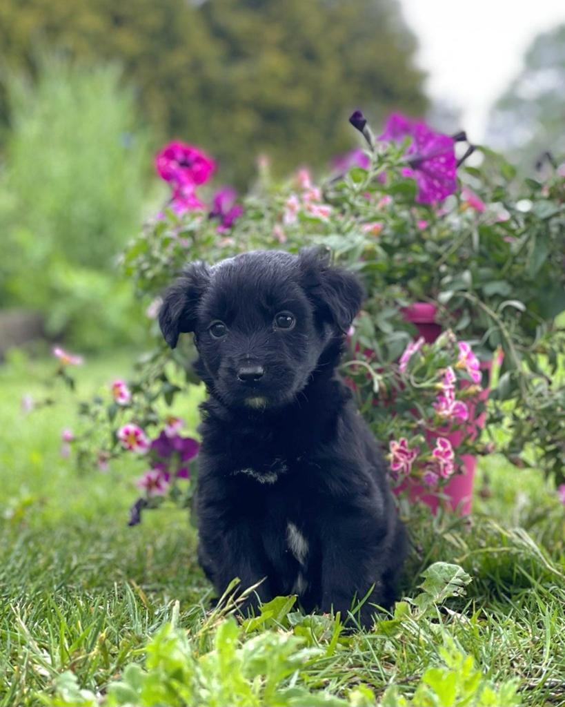 Friese Stabij pups x Golden Retriever pups uit stamboomlijn, Dieren en Toebehoren, Honden | Retrievers, Spaniëls en Waterhonden