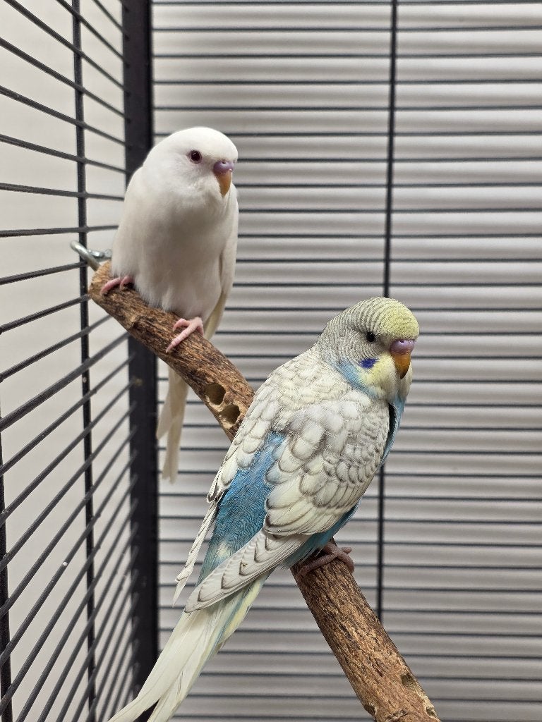Jonge Baby Grasparkieten | Div. Kleuren | Handtam, Meerdere dieren, Parkiet, Pratend