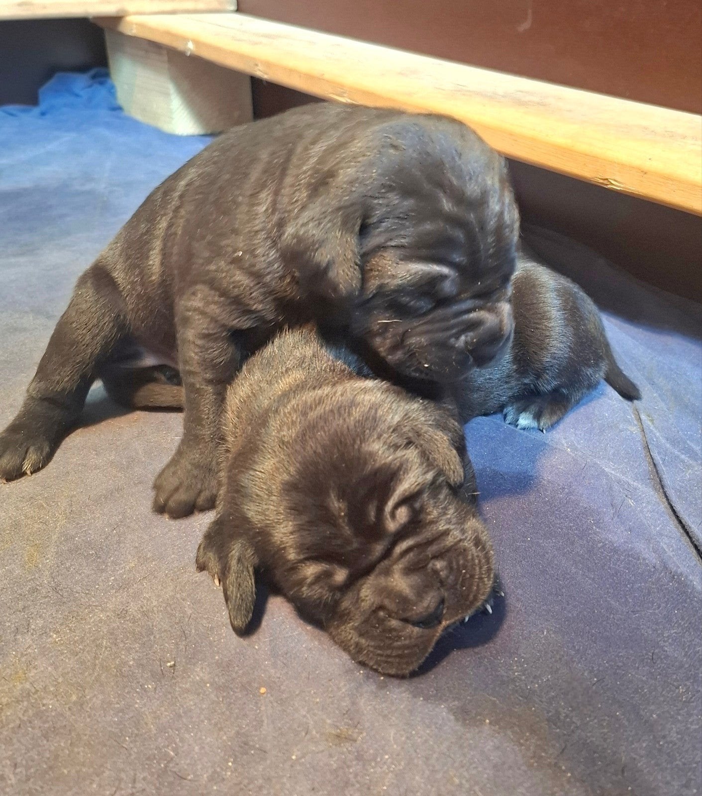 Cane corso puppy's te koop, Dieren en Toebehoren, Overige rassen, 8 tot 15 weken, Parvo, Meerdere