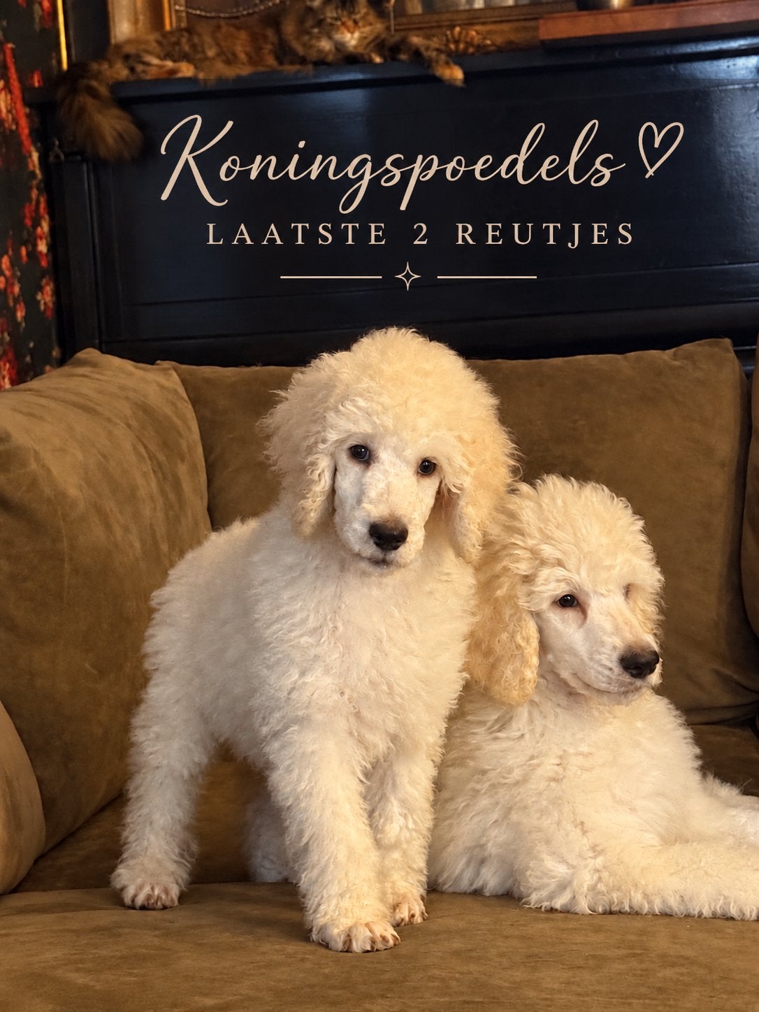 Laatste koningspoedel grote poedel pups MOGEN NU WEG!, Poedel, CDV (hondenziekte), 8 tot 15 weken, Meerdere