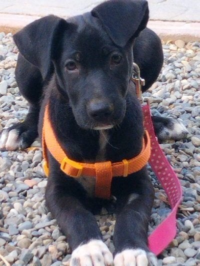 ACE: Tita is enorm lief en sociaal, Dieren en Toebehoren, Particulier, 8 tot 15 weken, Buitenland, Teef