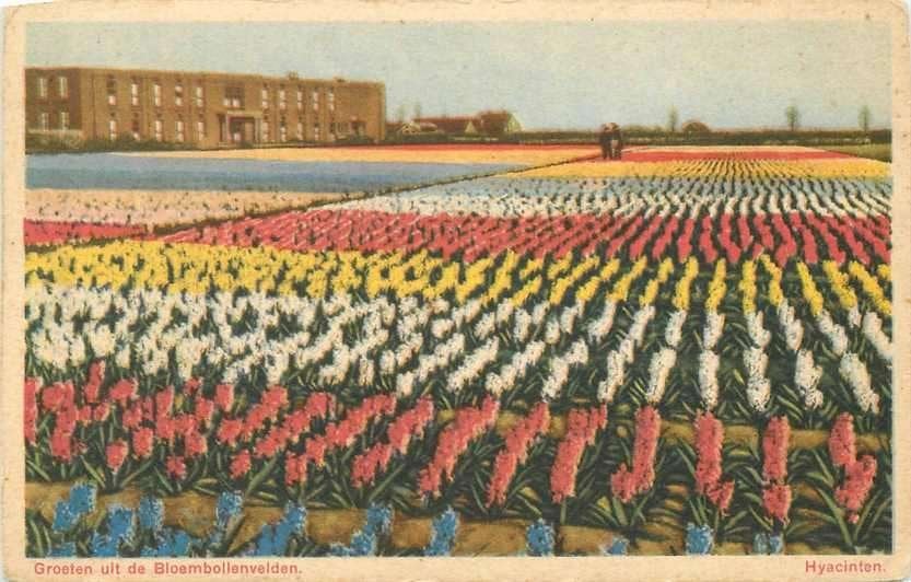 377-620-005 Bloembollenvelden, Ophalen of Verzenden, Voor 1920