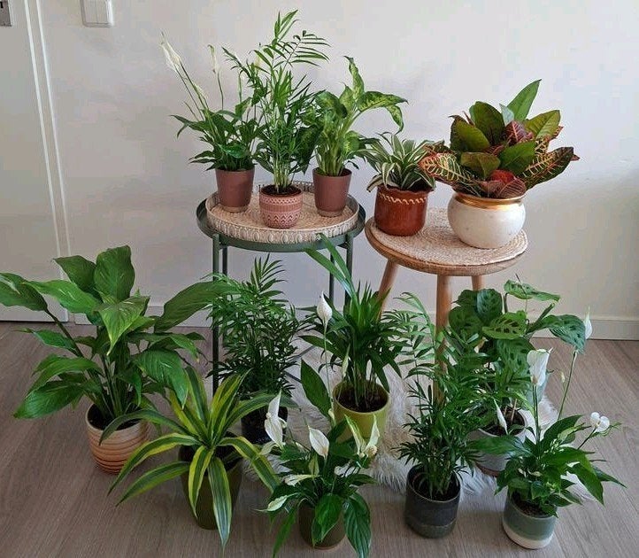 Kamerplanten Maranta, Dieffenbachia, yucca, lepelplant palm, Ophalen, Overige soorten, Halfschaduw, In pot