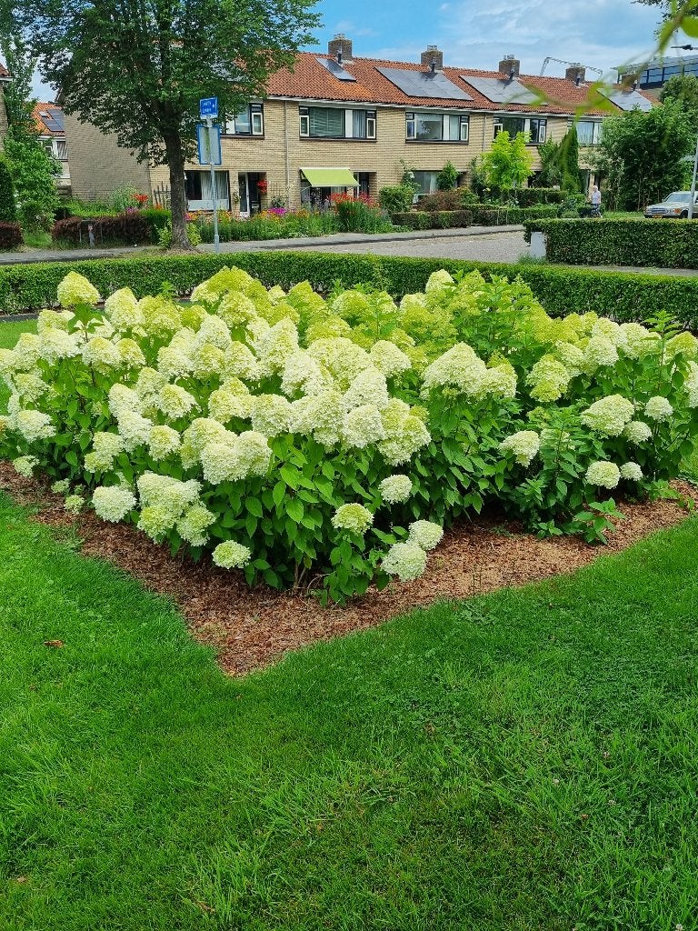 Tuinman gezocht, Tuinonderhoud of Snoeiwerk