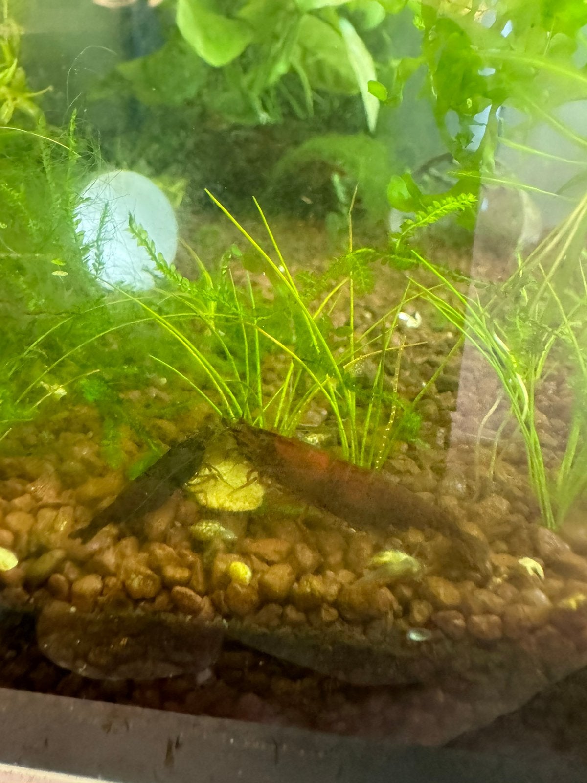 Chocolade garnaaltjes op kraanwater, Dieren en Toebehoren, Vissen | Aquariumvissen, Kreeft, Krab of Garnaal, Zoetwatervis