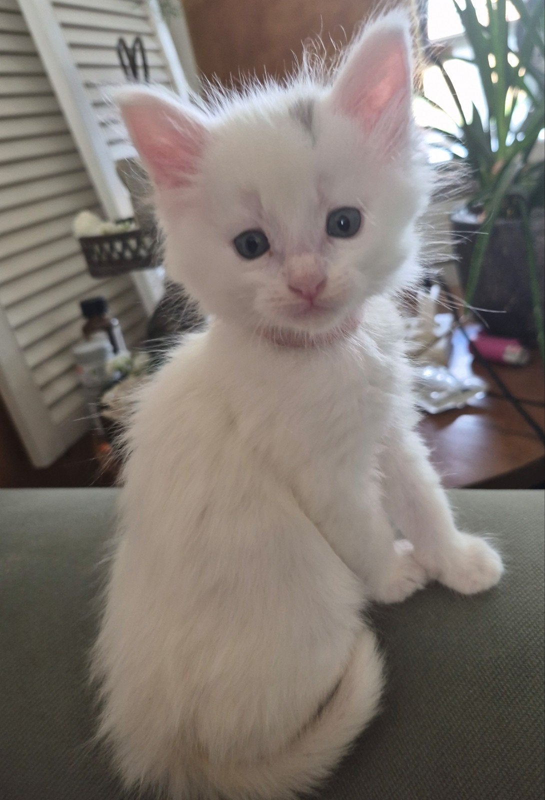 maine coon kittens, Meerdere dieren, Gechipt