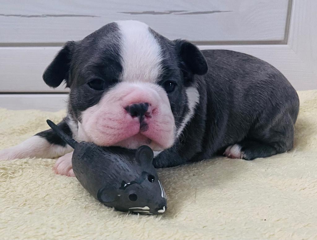 Schitterend mooie Boston terriër pups alle kleuren !, Dieren en Toebehoren, Honden | Bulldogs, Pinschers en Molossers, Overige rassen