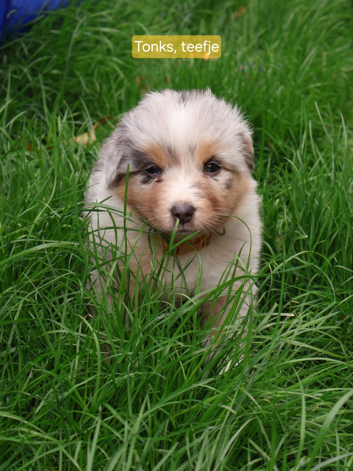 Australian Shepherd pups met stamboom, Dieren en Toebehoren, Parvo, 8 tot 15 weken, Meerdere, Meerdere dieren