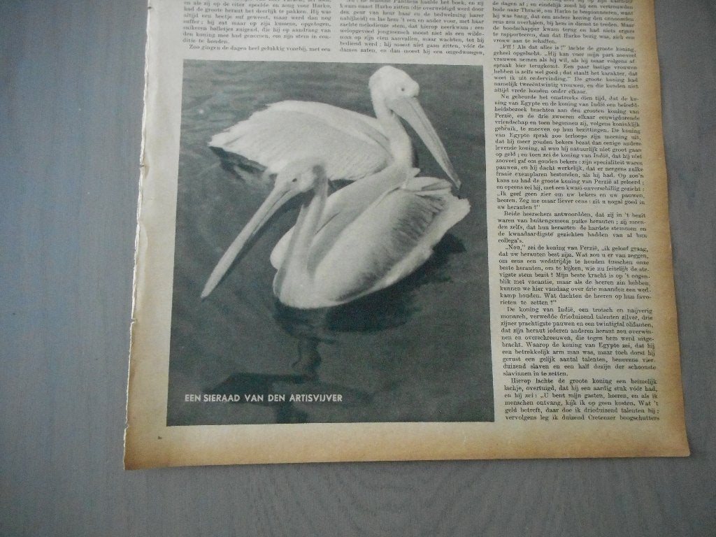 Artis. Pelikanen. Vijver. 1937., Verzamelen, Ophalen of Verzenden, 1920 tot 1940, Nederland, Knipsel(s)