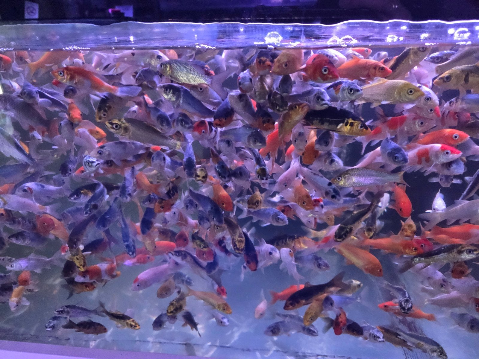 Mooie Koi mix 8 - 10 cm / Koidreams Viskwekerij, Karper of Koi