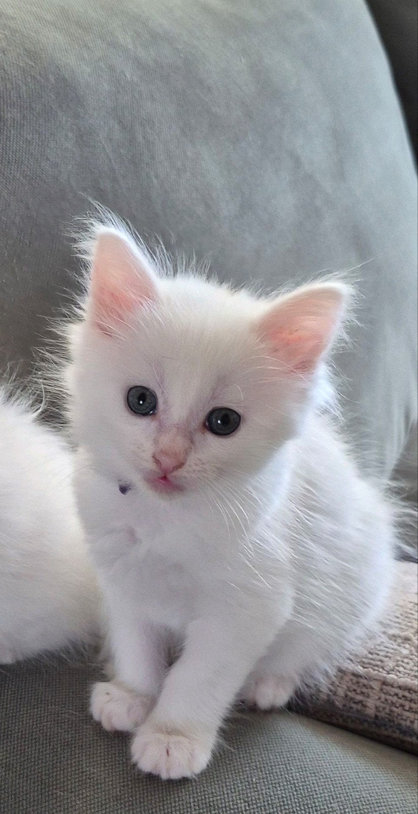 kitten maine coon, Dieren en Toebehoren, Poes, Gechipt