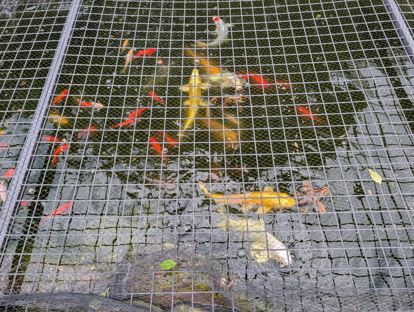 Koi Karpers, Karper of Koi