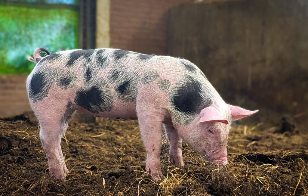 2 prachtige pietrain biggen te koop aangeboden, Dieren en Toebehoren, Meerdere dieren, Varken, 0 tot 2 jaar