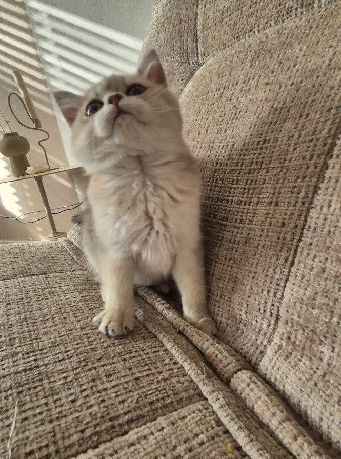 prachtige raszuivere britse korthaar kittens, Dieren en Toebehoren, Meerdere dieren, Ontwormd, 0 tot 2 jaar