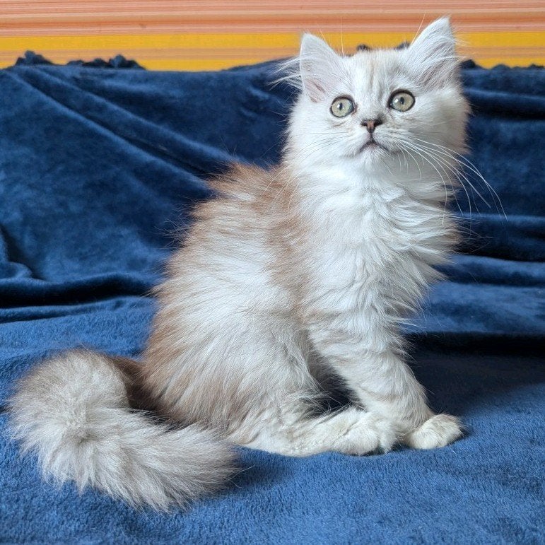 Prachtige Ragdoll x Brits Korthaar Kittens (12 weken) – Supe