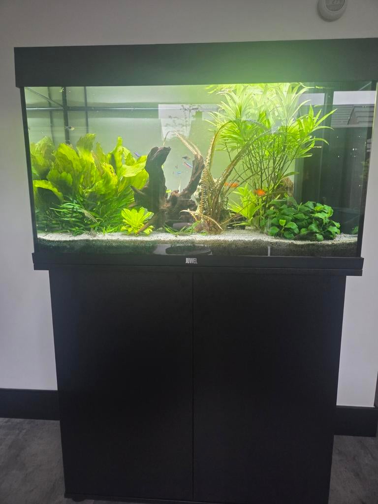 RIO 125 Juwel aquarium (met inhoud!), Dieren en Toebehoren, Vissen | Aquaria en Toebehoren, Ophalen, Inclusief vissen, Juwel, Gevuld zoetwateraquarium