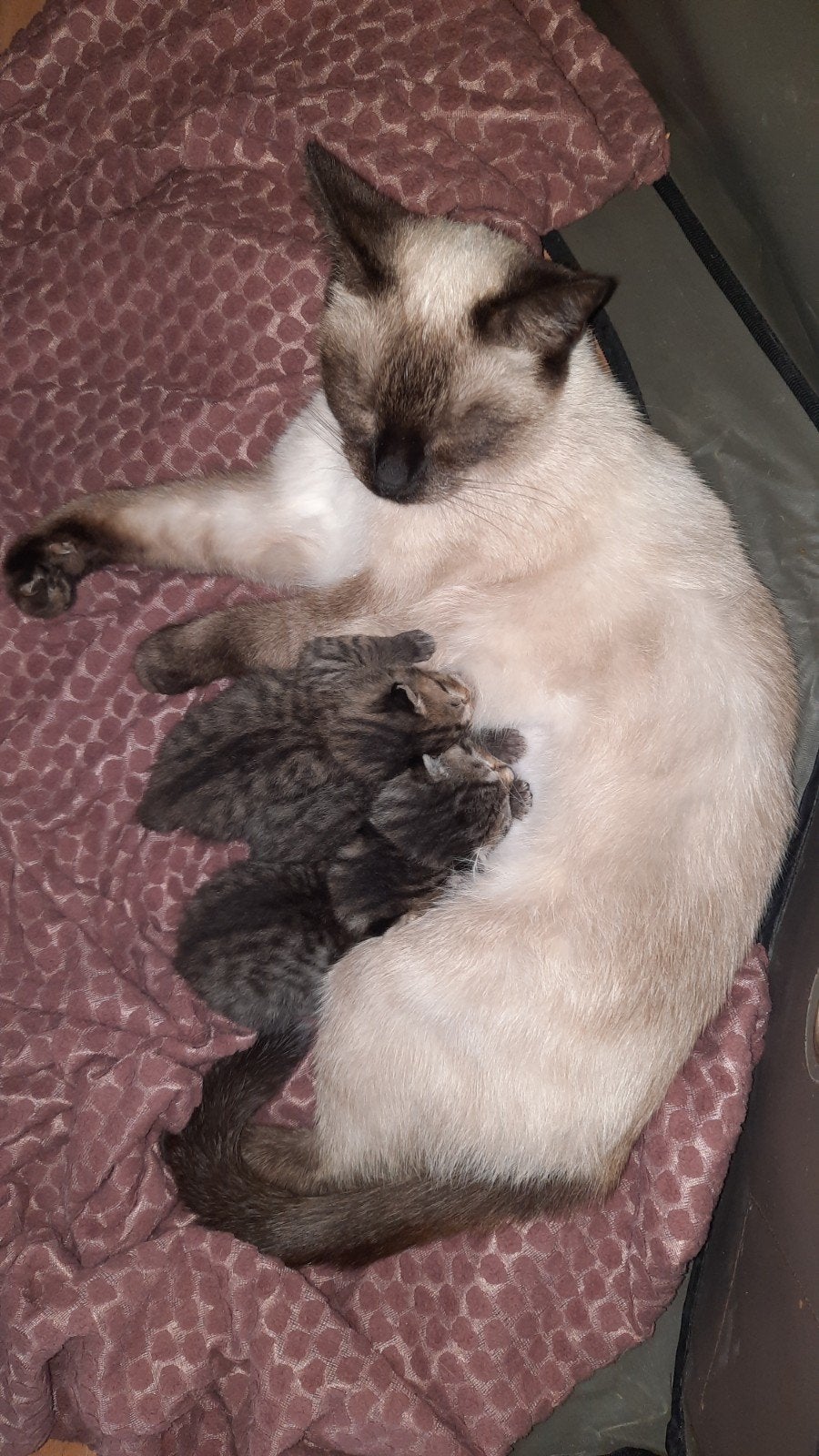 katertje Siamees/Europese korthaar, Dieren en Toebehoren, Kater, Kortharig, 0 tot 2 jaar
