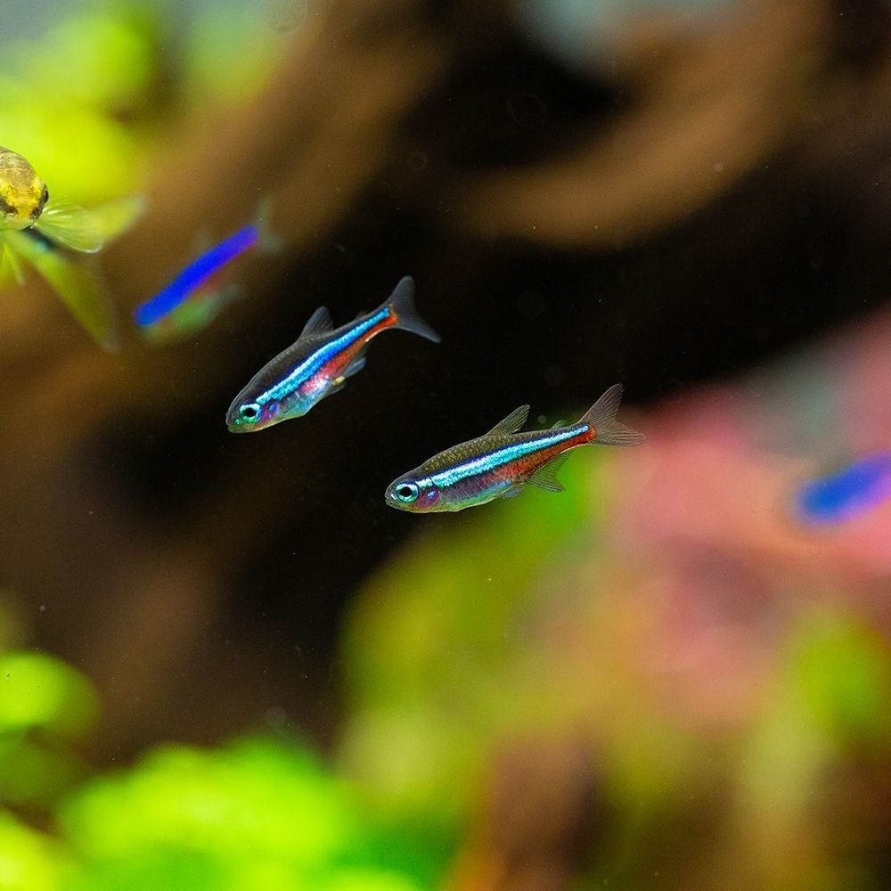 Paracheirodon simulans – Valse neon tetra, Dieren en Toebehoren, Vis, Zoetwatervis, Schoolvis