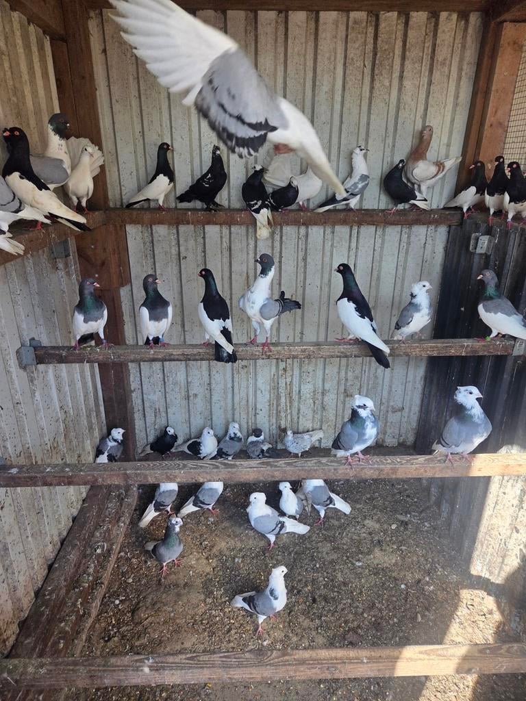 Te koop sierduiven, Dieren en Toebehoren, Vogels | Duiven, Meerdere dieren, Overige soorten