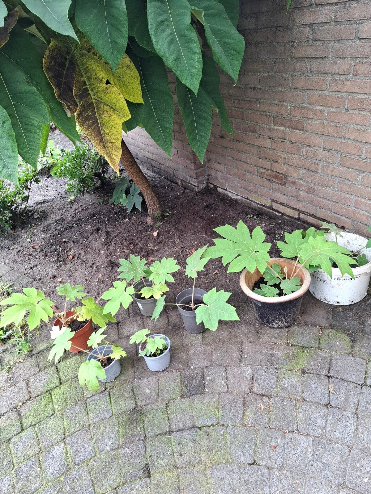 rijstpapierplant stekjes, Tuin en Terras, Ophalen, Overige soorten, Halfschaduw
