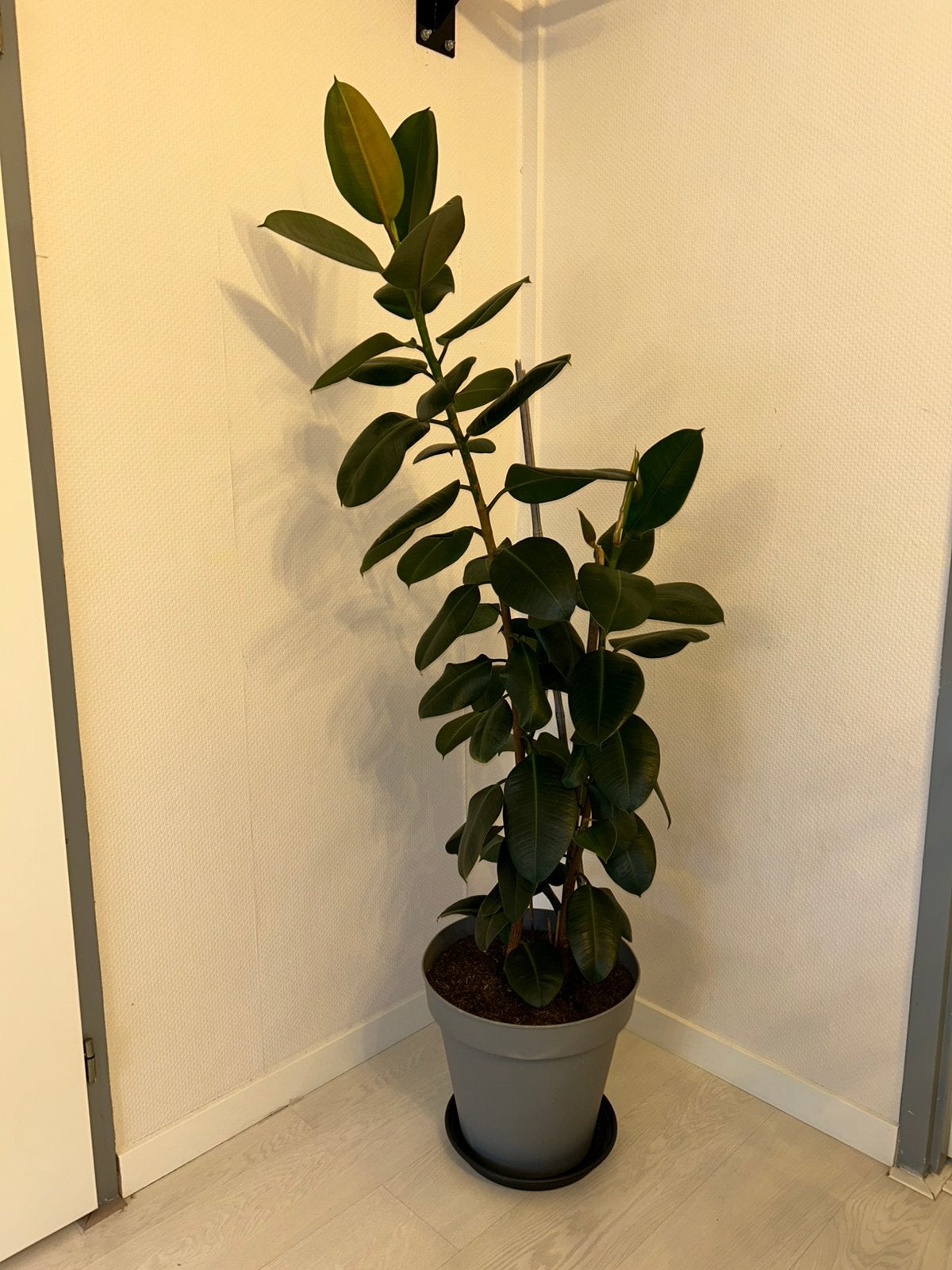 Rubberplant (Ficus elastica), Ophalen of Verzenden, Ficus, Halfschaduw, Minder dan 100 cm