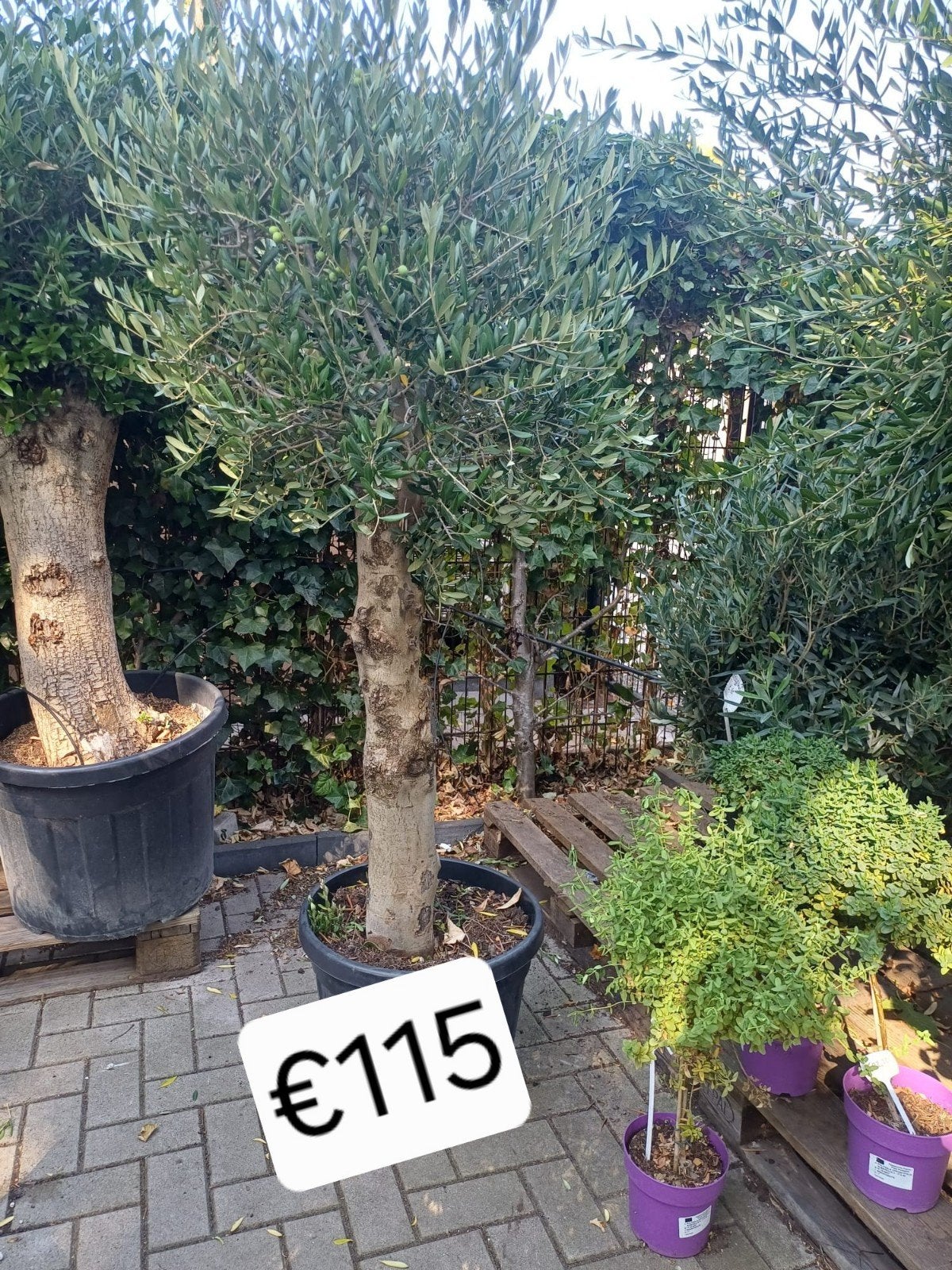 Olijfbomen met dikke stam va 99, gratis bezorgd in Hilversum, Tuin en Terras, Planten | Bomen, Ophalen of Verzenden, Lente, 100 tot 250 cm