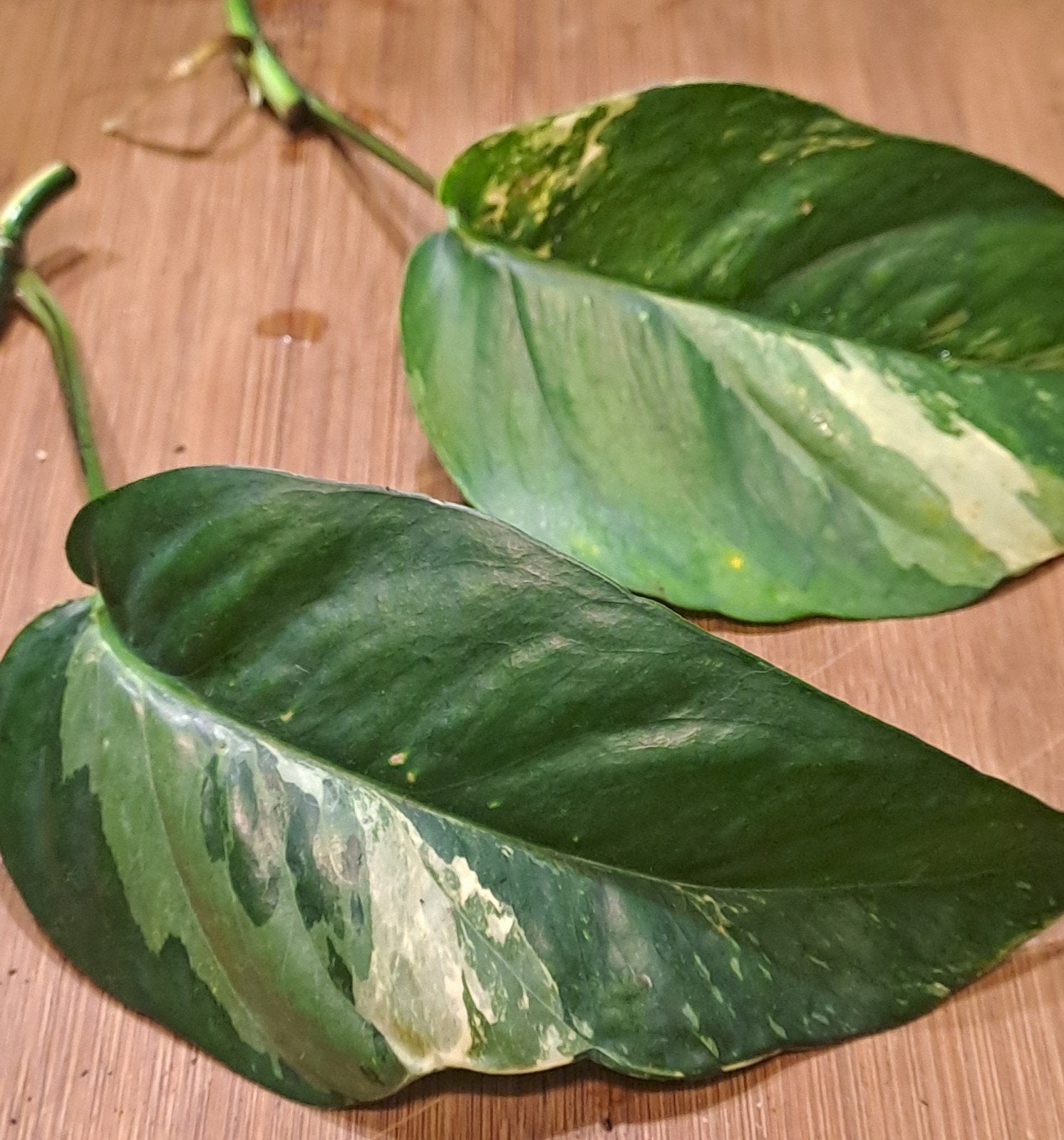 Epipremnum pinnatum variegata, Ophalen of Verzenden, Halfschaduw, Minder dan 100 cm