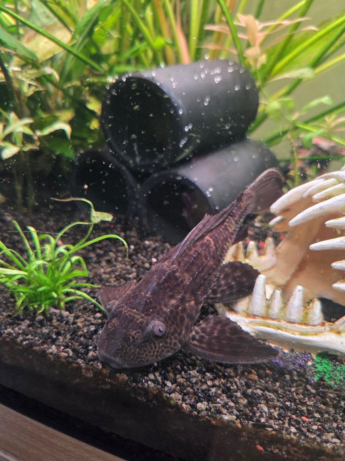 Pterygoplichthys pardalis L021, Vis, Zoetwatervis