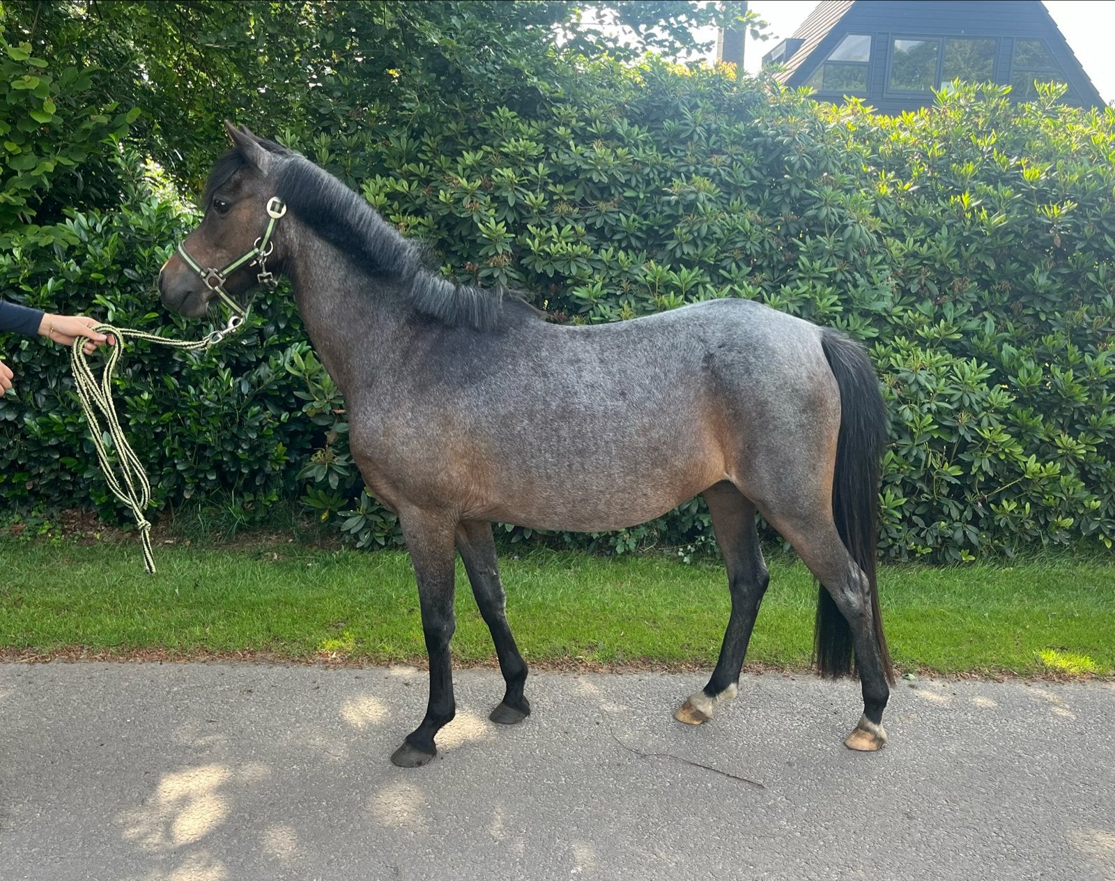 Mooie B-pony bereden en betuigd, Dieren en Toebehoren, Paarden, Minder dan 160 cm, Zadelmak, 11 jaar of ouder, Recreatiepaard