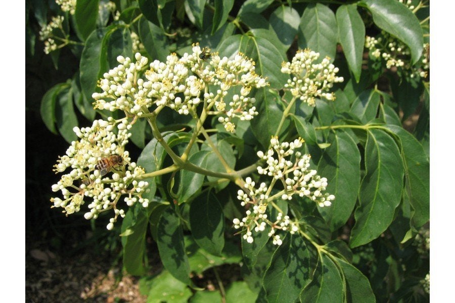Bijenboom (Tetradium daniellii), Ophalen of Verzenden, Volle zon, Overige soorten, Minder dan 100 cm