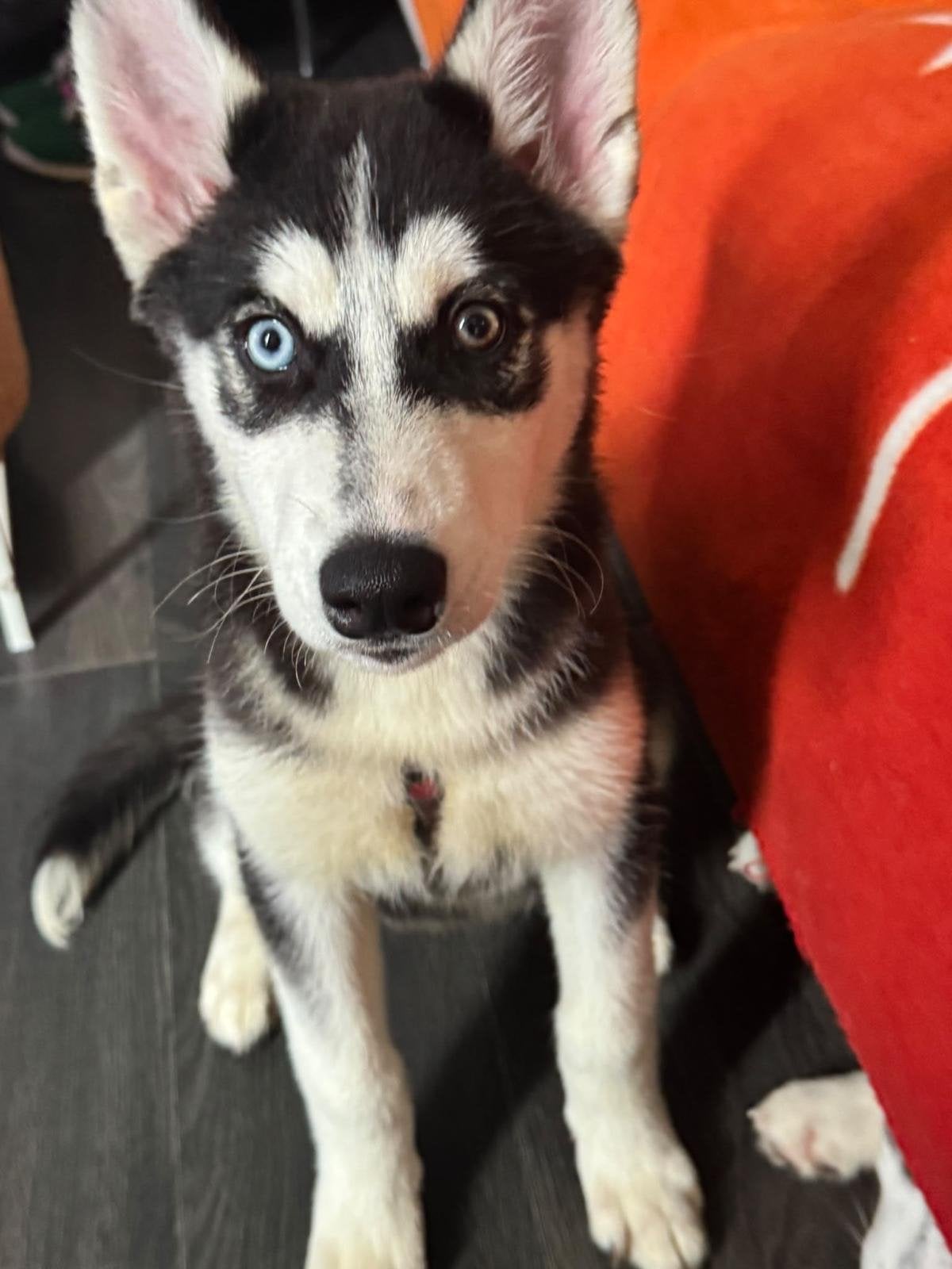 Full bred Huskies, 8 tot 15 weken, Meerdere, Meerdere dieren, CDV (hondenziekte)