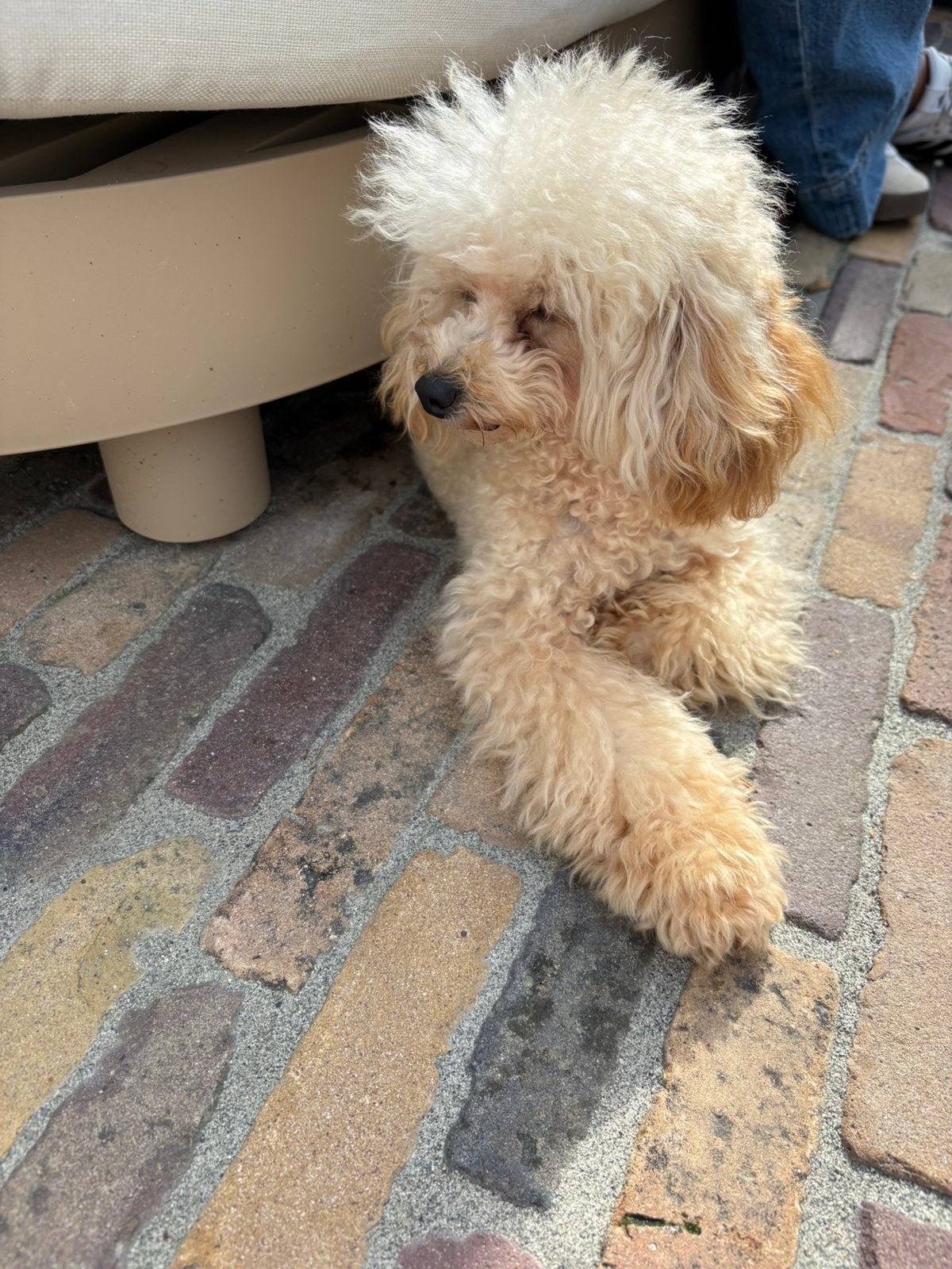 Toy poedel, Poedel, 15 weken tot 1 jaar, Reu, Eén hond